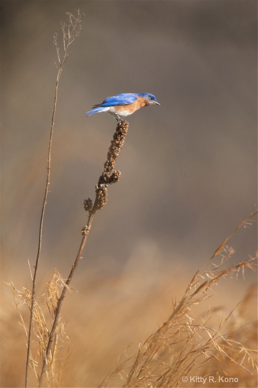 Bluebird Searching the Field
