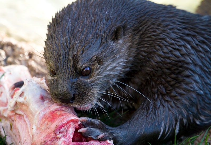 Otter Feast