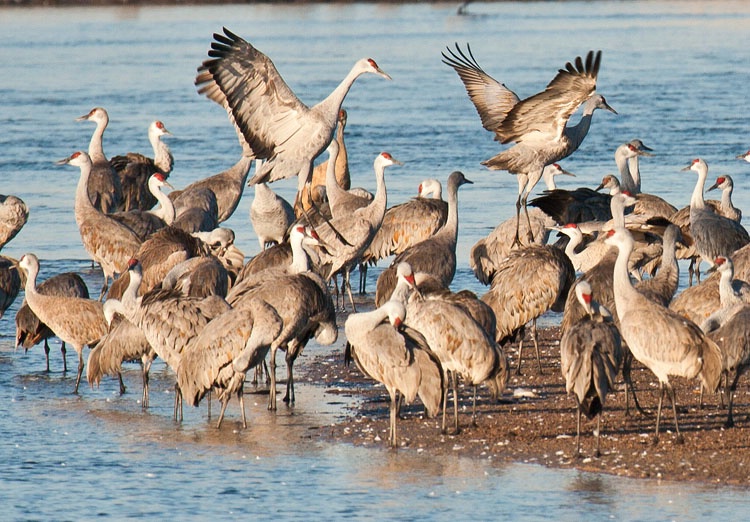 sandhill cranes jumping