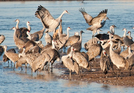 sandhill cranes jumping