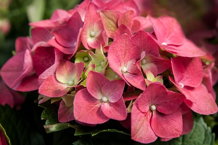 Hydrangeas at Lowe's Home Improvement Store