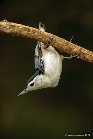 The Acrobat