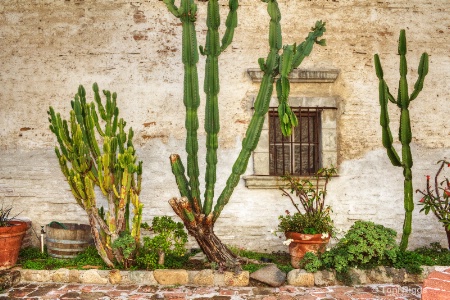 Cactus Garden