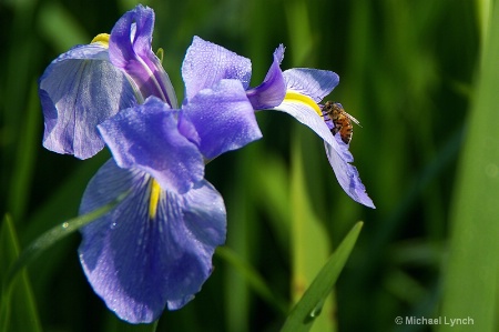 The Bee and the Iris