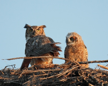 GH Owl Mom and Baby
