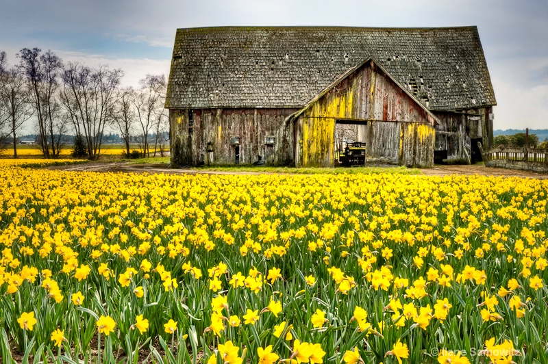 Skagit Barn and Daffodils