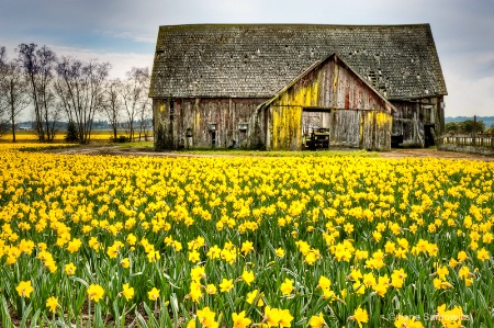 Skagit Barn and Daffodils