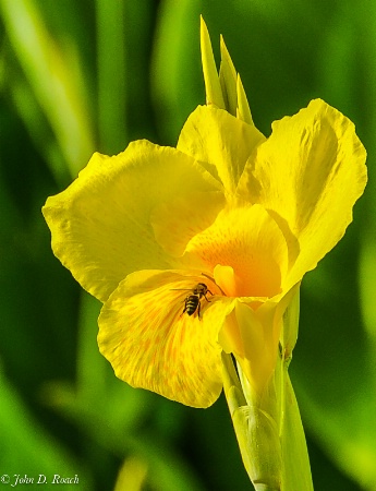 Bee on Gladiola