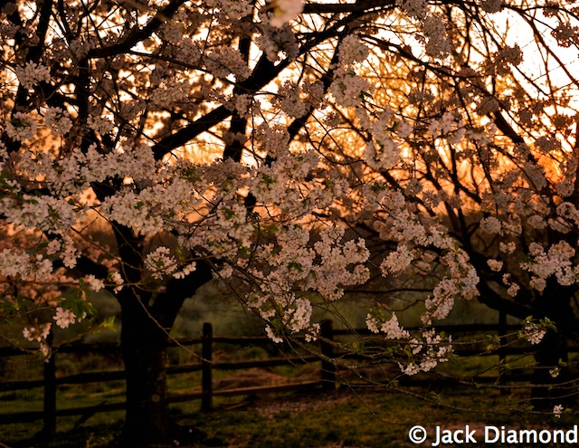 Sun Setting on Cherry Blossoms