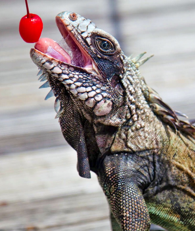 Iguanas Like Cherries