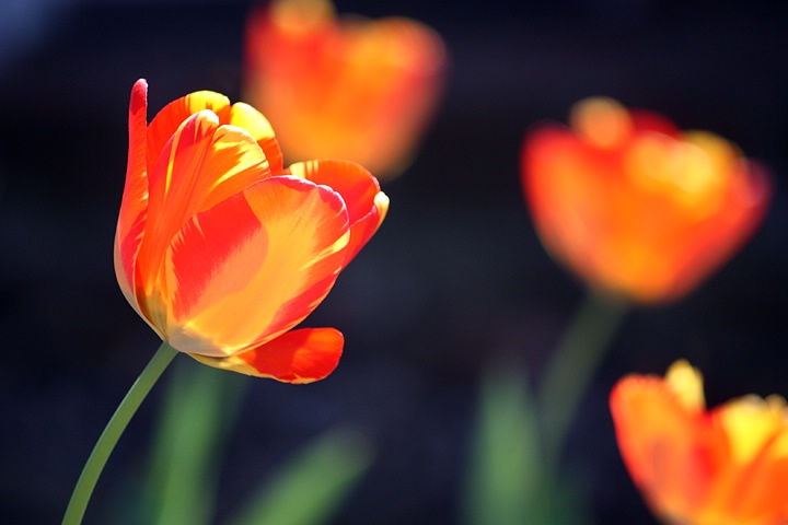 Sun Kissed Tulips