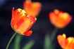 Sun Kissed Tulips