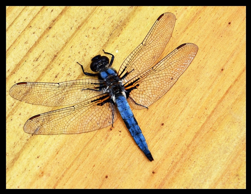 Blue Dragonfly