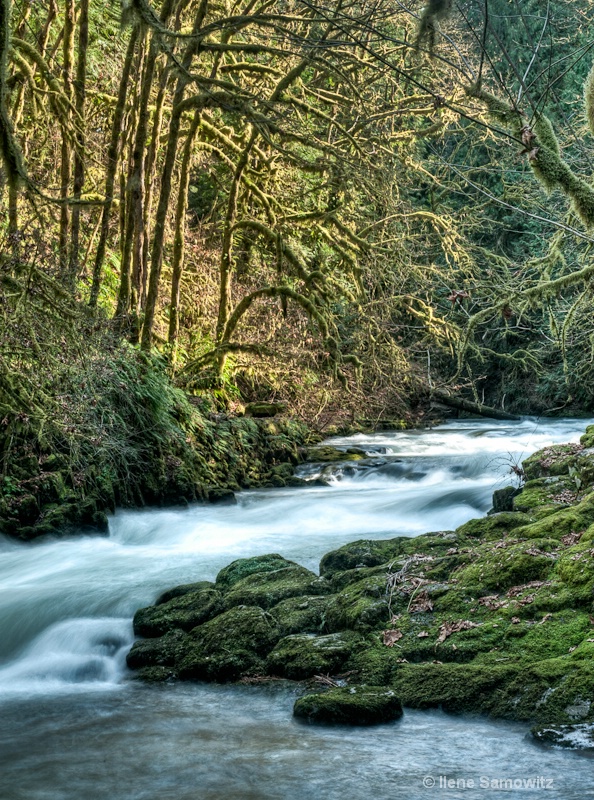 The Greens of the Rain Forest At Cedar Creek