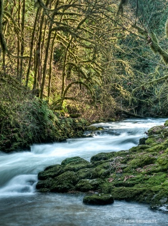 The Greens of the Rain Forest At Cedar Creek