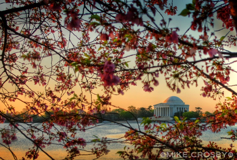 Jefferson Memorial thru the Cherry Blossoms