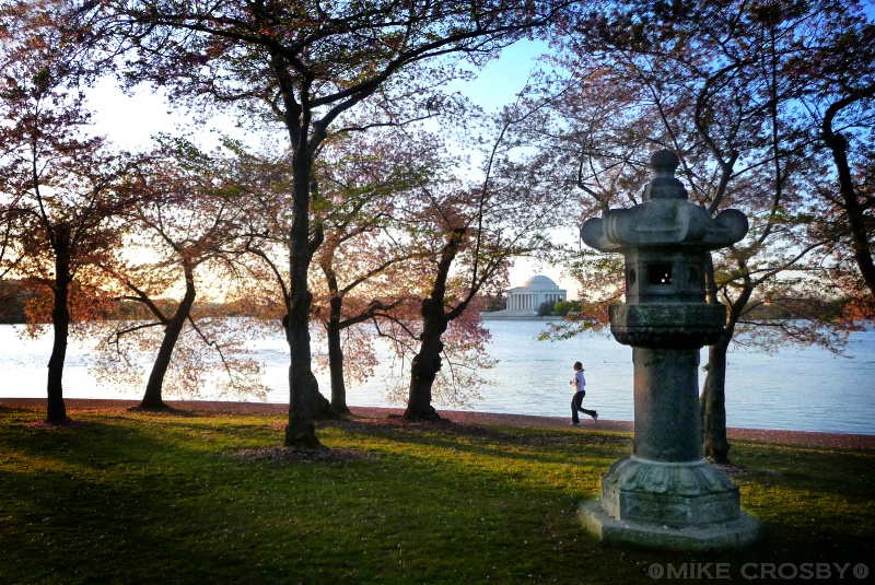 Early morning jogger through the Cherry Tree's