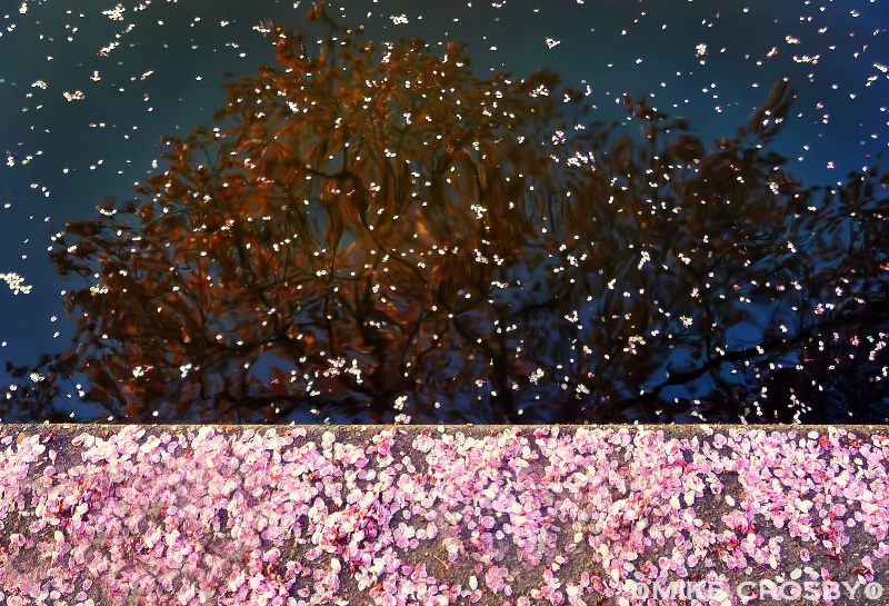 Falling Cherry Blossoms