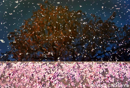 Falling Cherry Blossoms