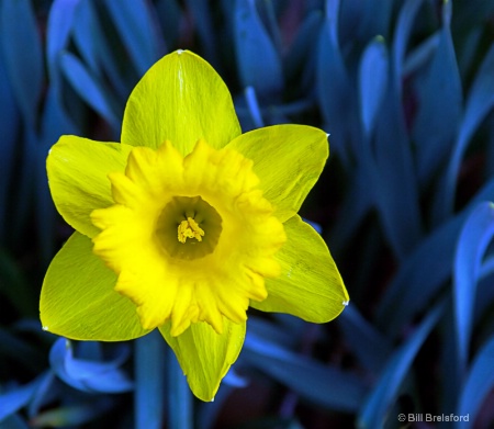 DAFFODIL