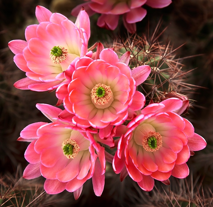 Four Pink Cups - ID: 12859395 © Patricia A. Casey