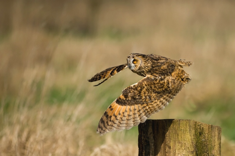 Eagle-Owl