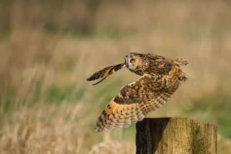 Eagle-Owl