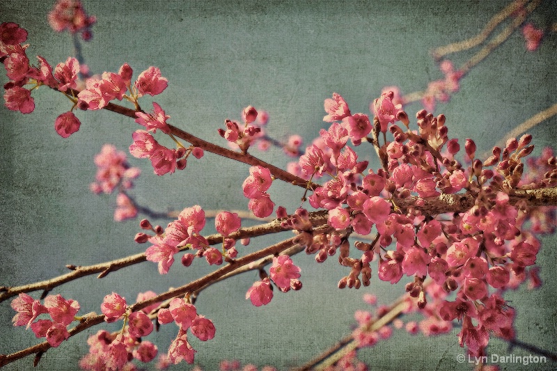 Spring Blossoms.
