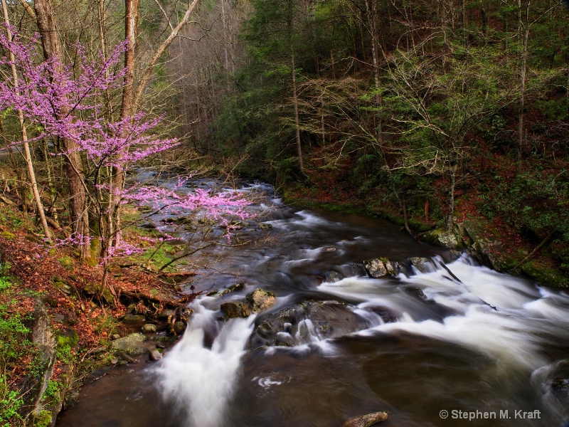 Little River Redbud