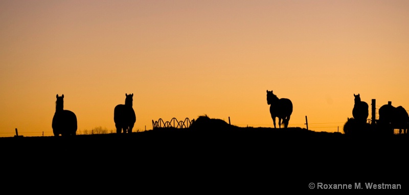 Horses at Sunrise - ID: 12860198 © Roxanne M. Westman