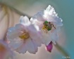 Cherry Blossoms