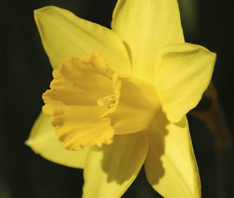 Yellow Lily Close Up
