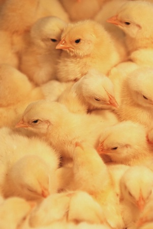 Chicks