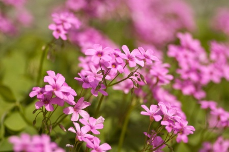 Sweet Wildflowers