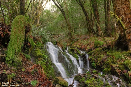 Verdant Wilderness