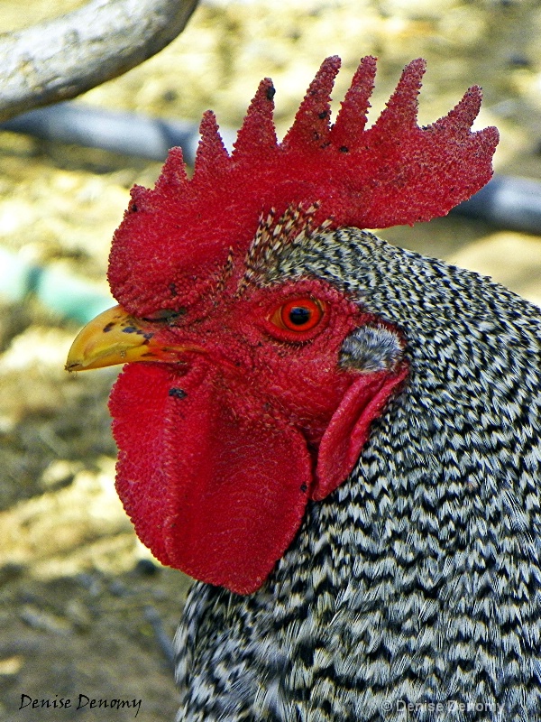 PROFILE OF A ROOSTER