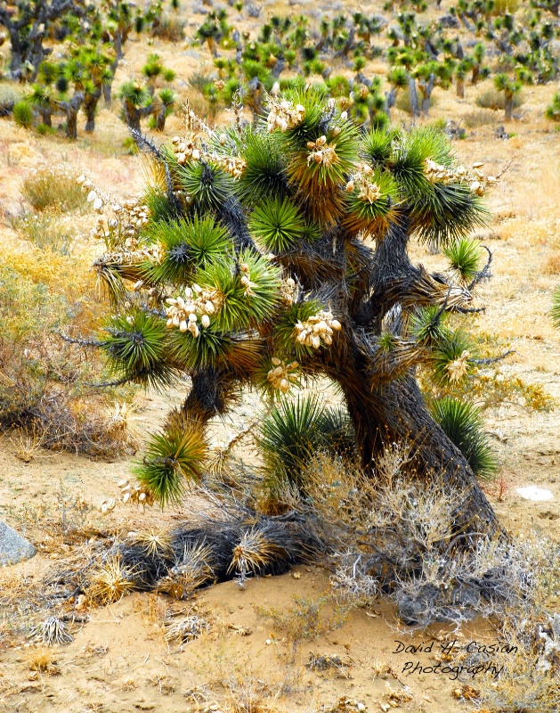 desert Flower