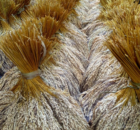 Drying rice