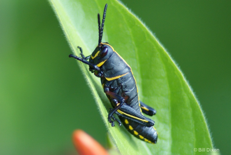 Eastern Lubber Grasshopper nymph stage