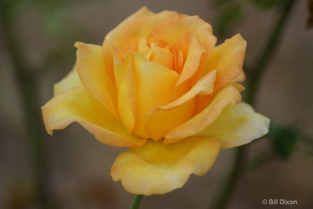 "Gold Medal' Yellow Rose