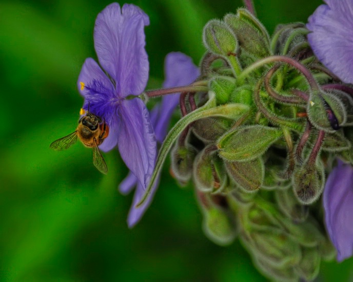 Bee on Spiderwort