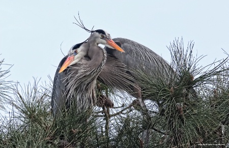 <b>Signs of Affection</b>