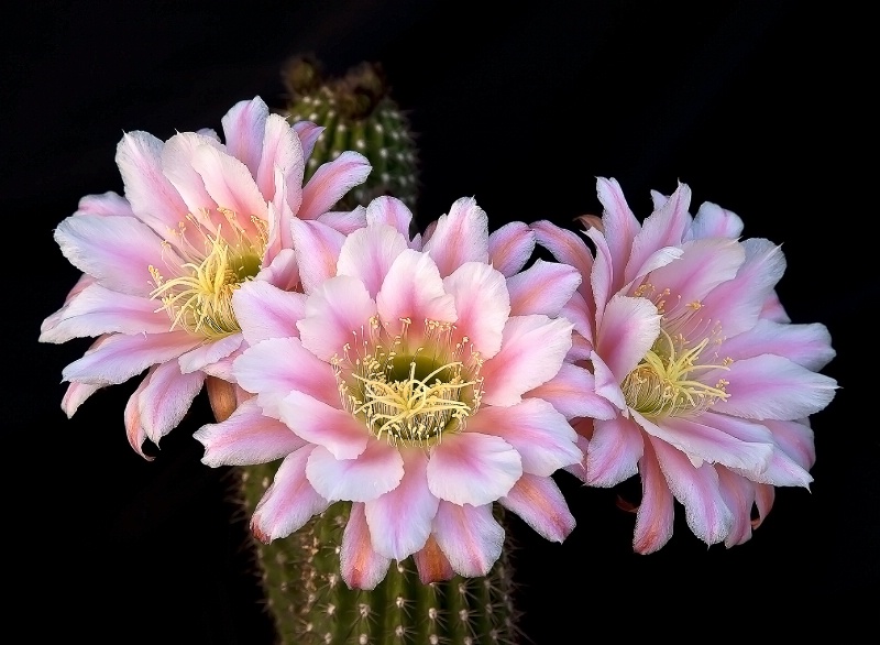 The Three Pinks - ID: 12862497 © Patricia A. Casey