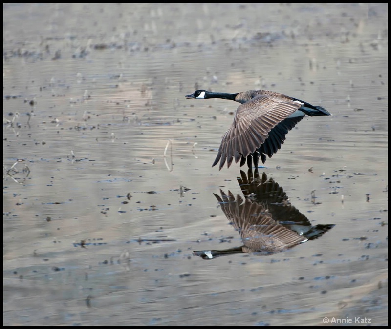 canada goose  - ID: 12862667 © Annie Katz