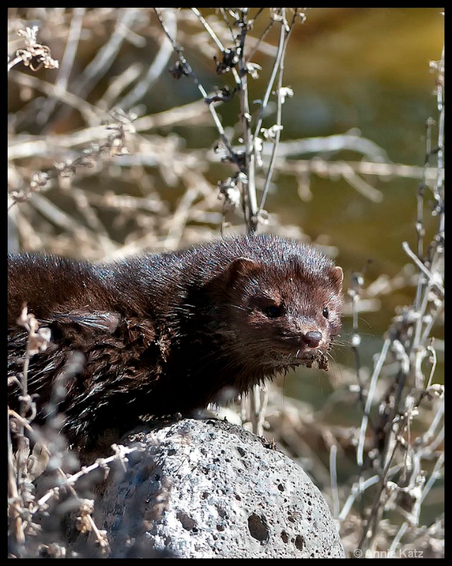 otter face - ID: 12862679 © Annie Katz