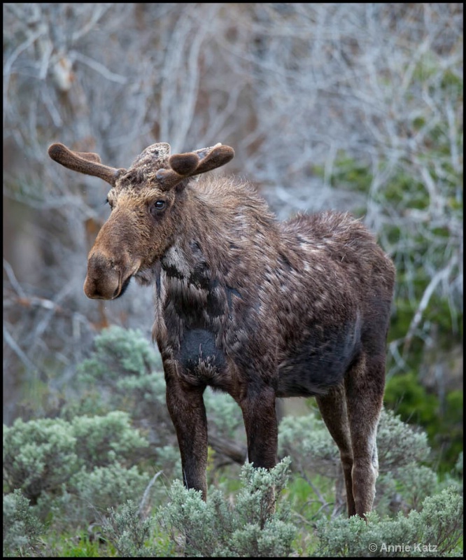 mangy moose - ID: 12862708 © Annie Katz