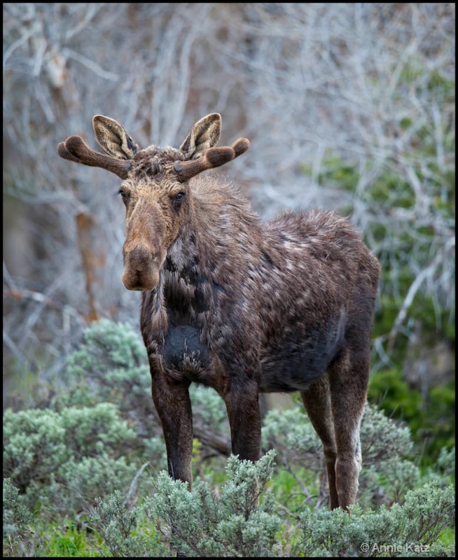 moose - ID: 12862710 © Annie Katz