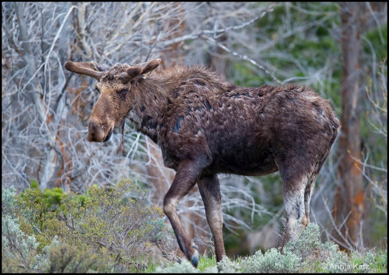 the mangy moose - ID: 12862722 © Annie Katz