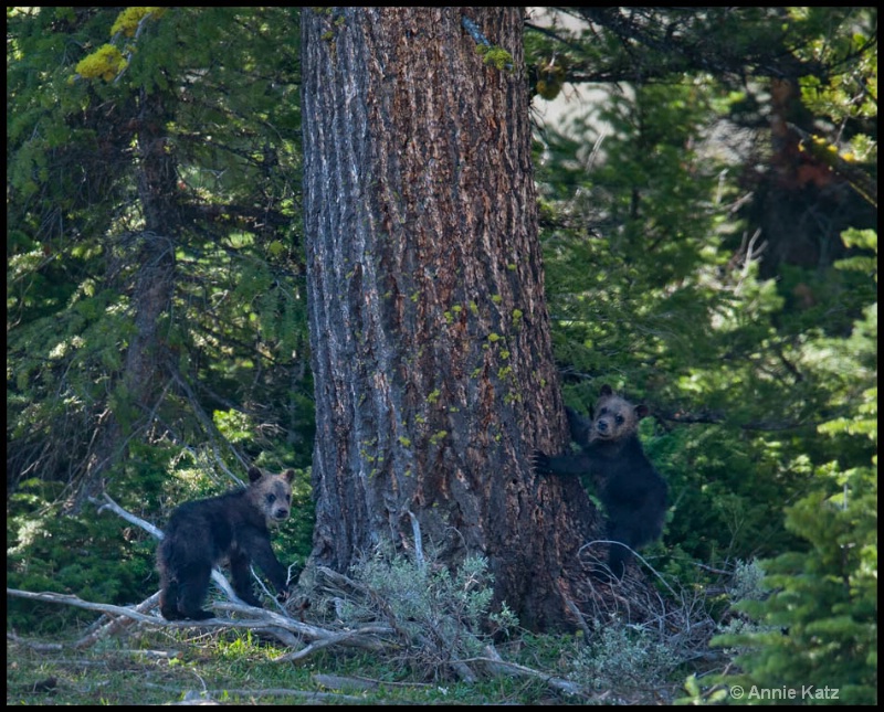two grizzly cubs - ID: 12862729 © Annie Katz