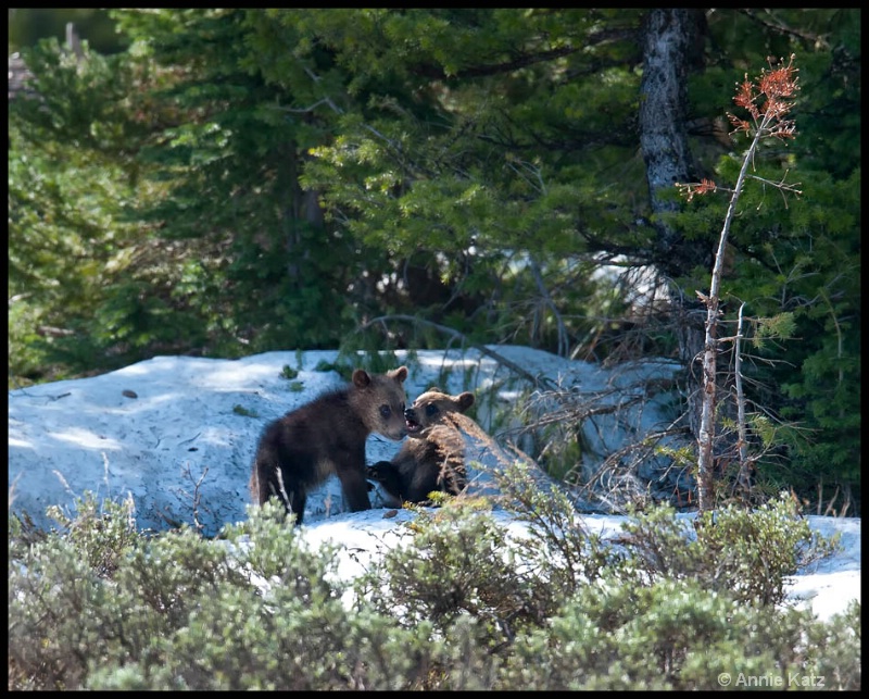 two playing cubs - ID: 12862730 © Annie Katz